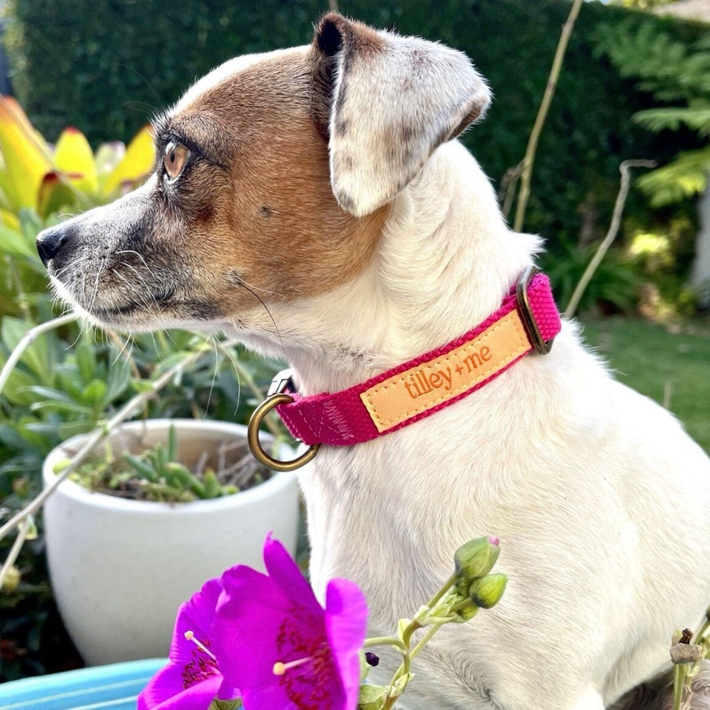 Hemp Cotton Dog Collar - Durable, Sustainable, Adjustable, Lightweight & Soft Tilley + Me