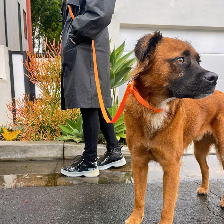 PVC Handsfree Dog Leash - All Weather Waterproof Durable & Odor-Resistant Tilley + Me