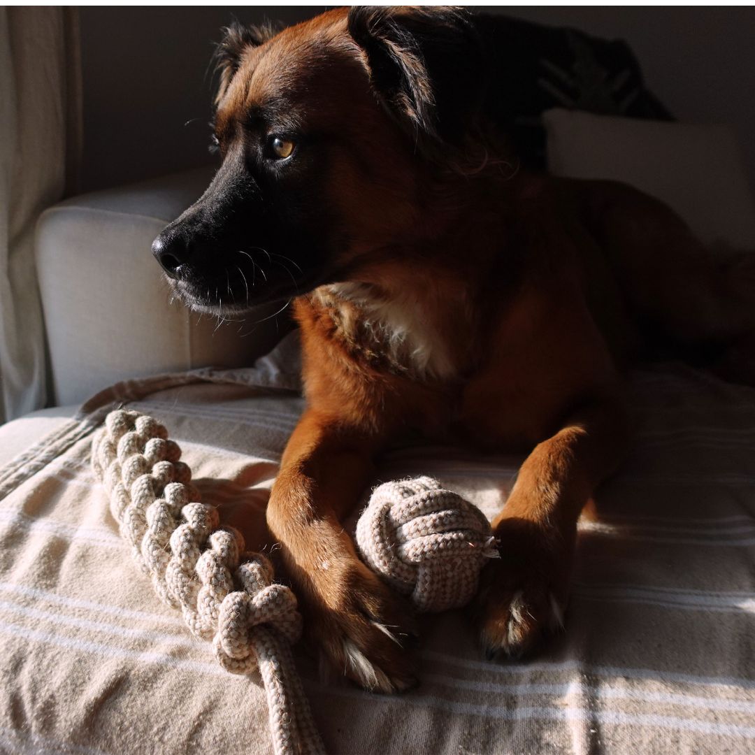 Indestructible Hemp Rope Tug Toy - Sustainable and Non-Toxic Pet Toy Tilley + Me