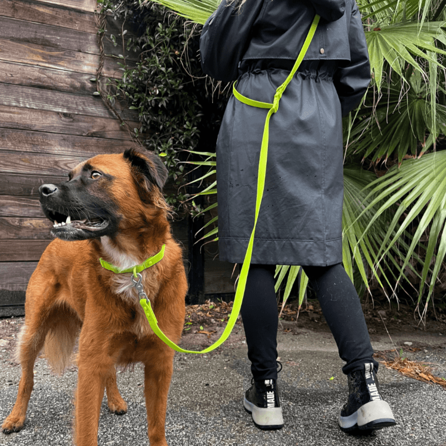 PVC Dog Collar - All Weather Waterproof Durable & Odor-Resistant Tilley + Me