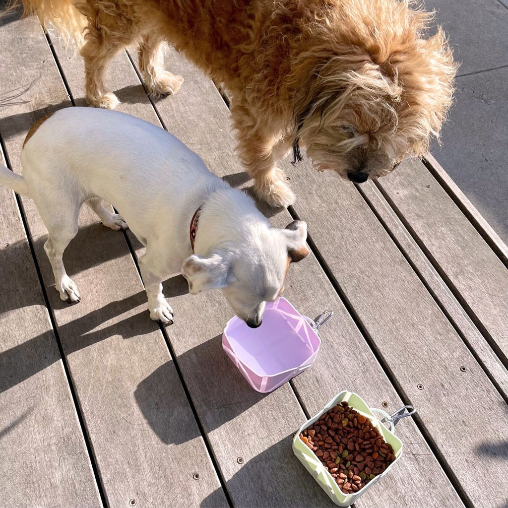 Compact Foldable Pet Food & Water Bowl – Ideal for Travel Tilley + Me