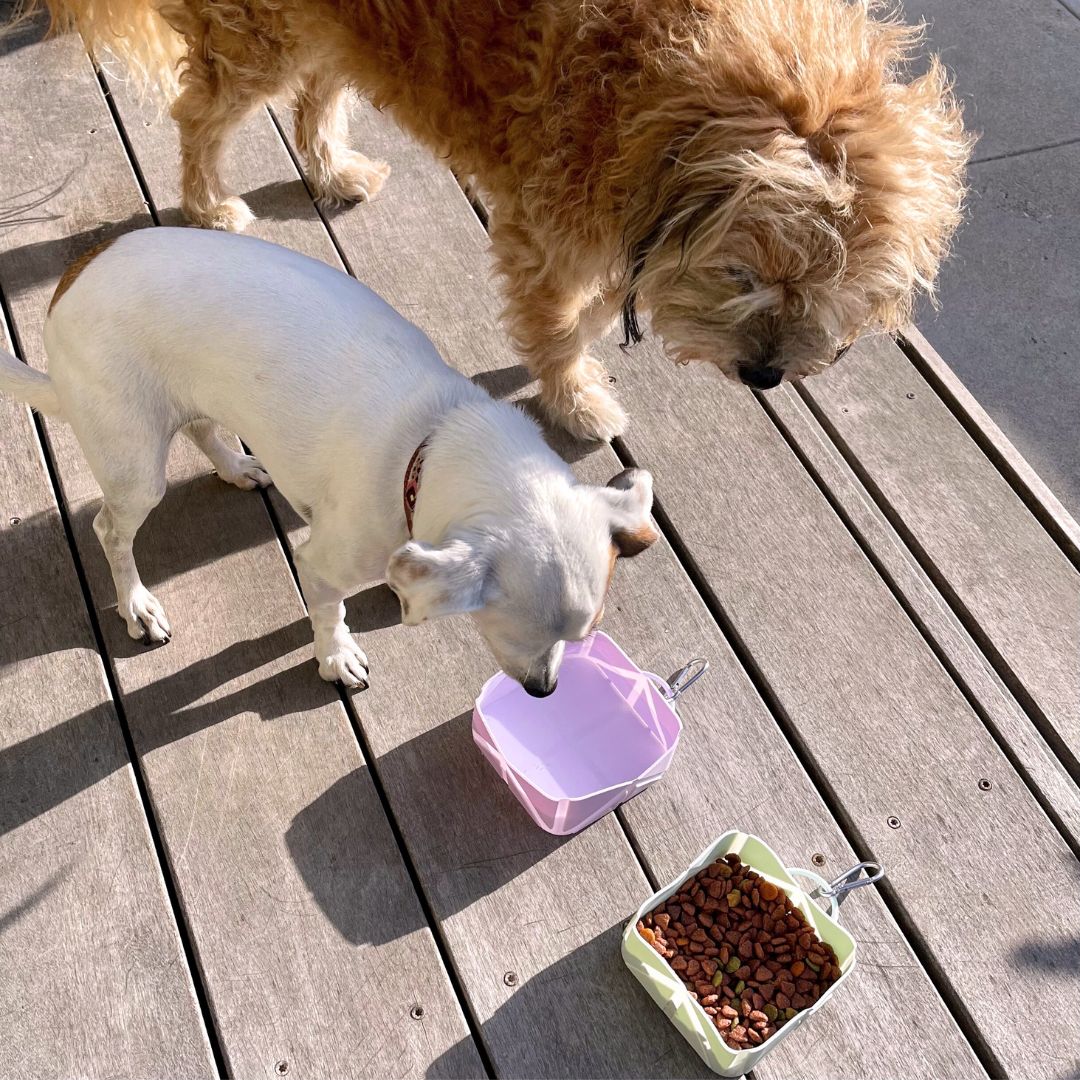 Compact Foldable Pet Food & Water Bowl – Ideal for Travel Tilley + Me