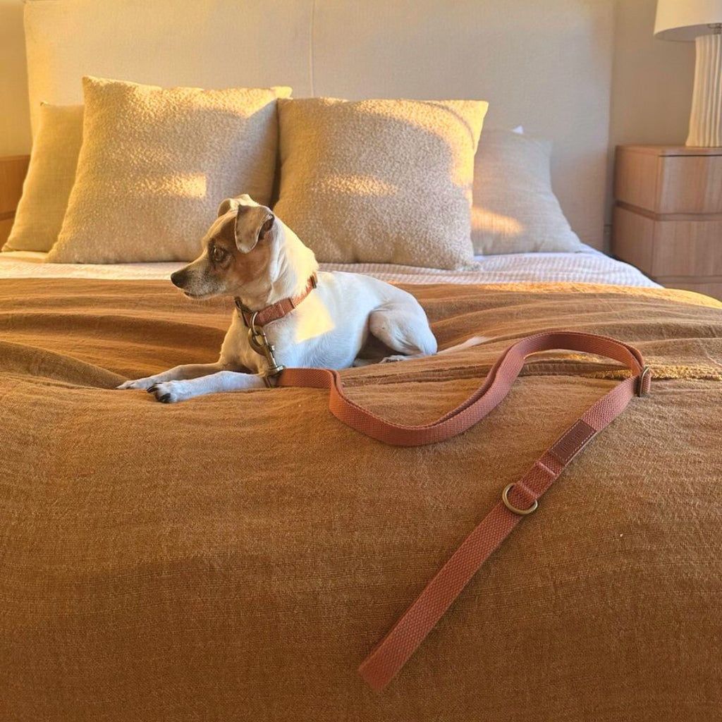 Hemp Cotton Dog Collar - Durable, Sustainable, Adjustable, Lightweight & Soft Tilley + Me