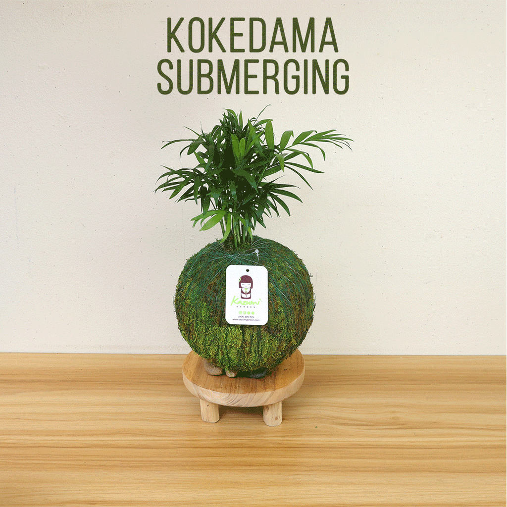 Calathea Makoyana | Moss Ball Kokedama Kazumi Garden