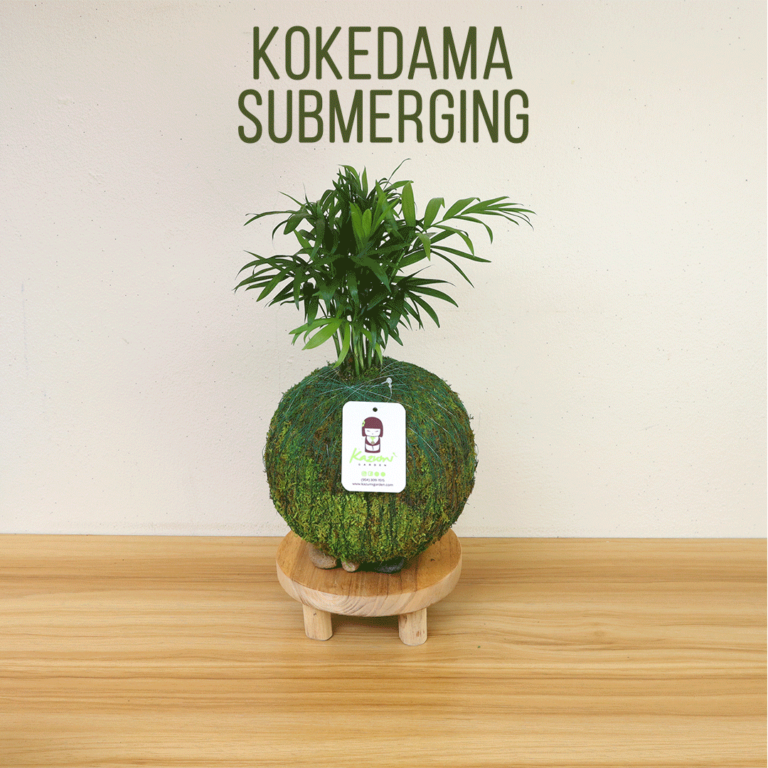 Money Tree | Moss Ball Kokedama Kazumi Garden