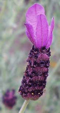 Lavender Live Plant Anouk - 2.5QT Size Pot Findlavender.com