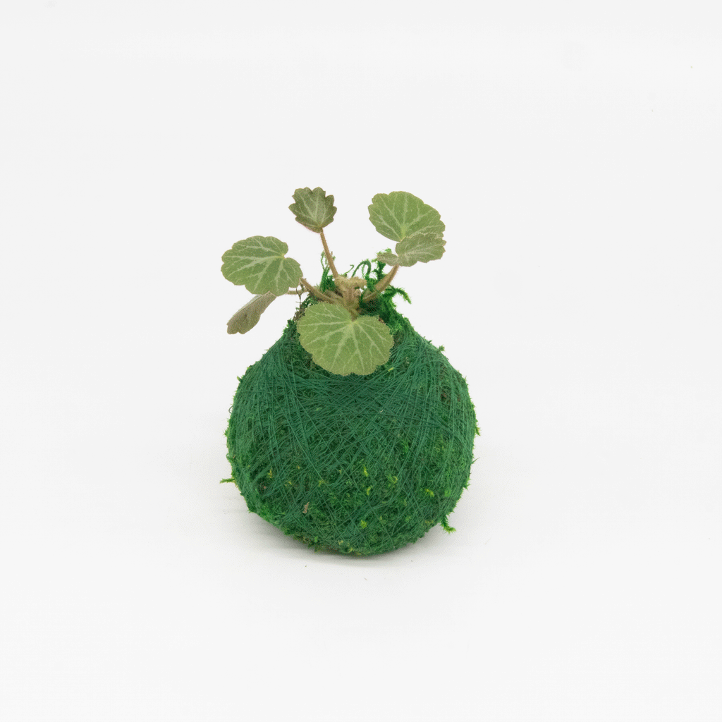 Mini Kokedama | Moss Ball Kokedamas Kazumi Garden