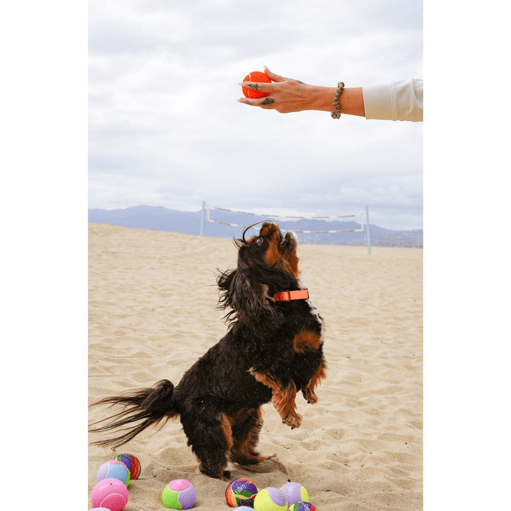 Tennis Ball for Dogs Tilley + Me
