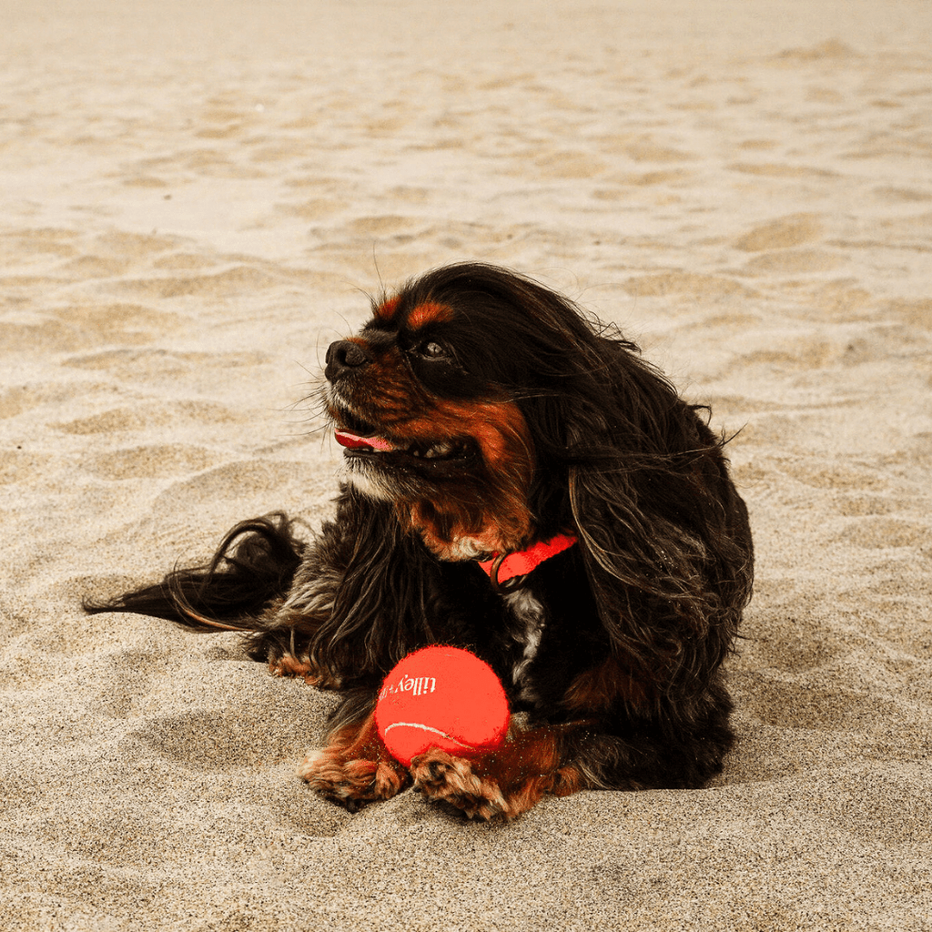 Tennis Ball for Dogs Tilley + Me