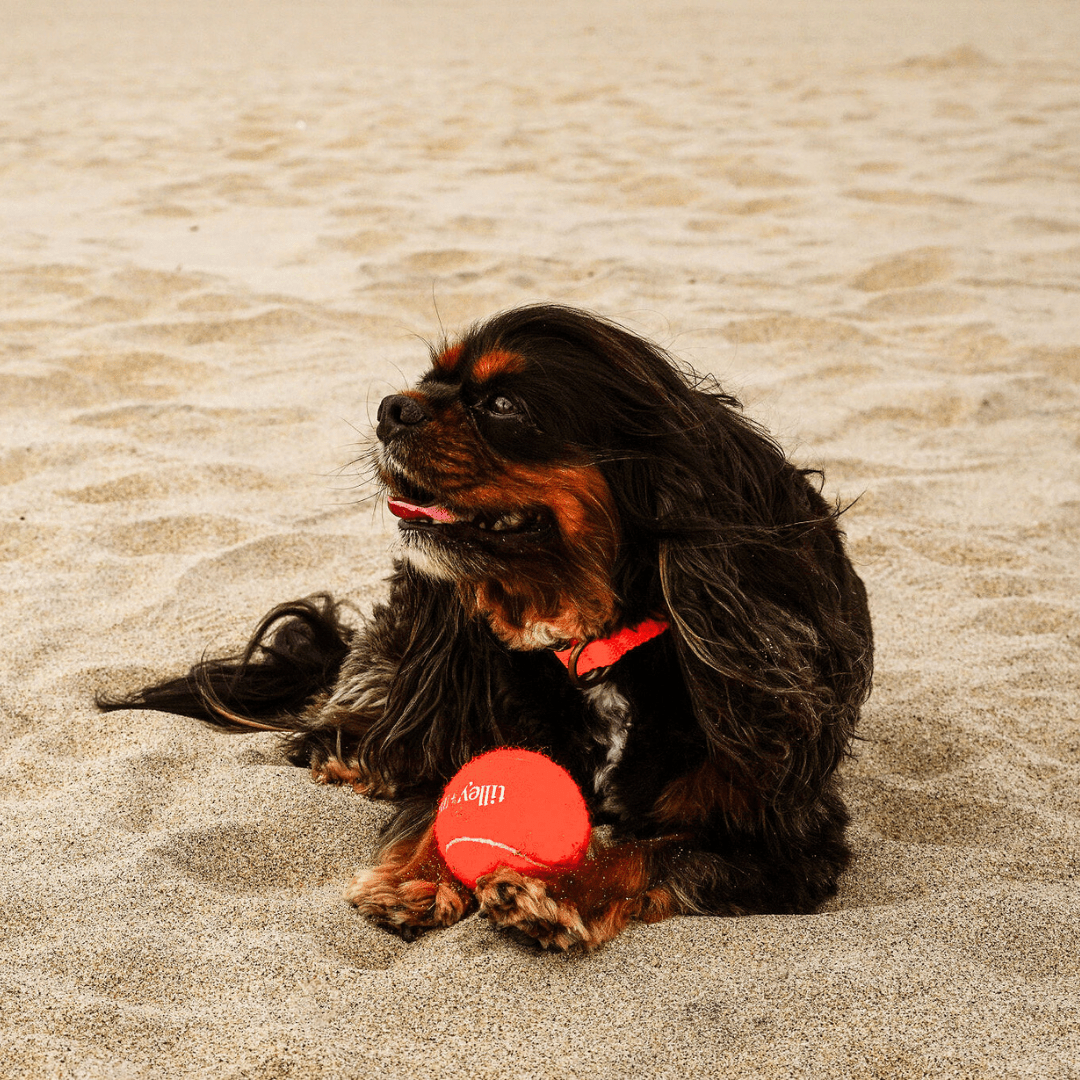 Tennis Ball for Dogs Tilley + Me