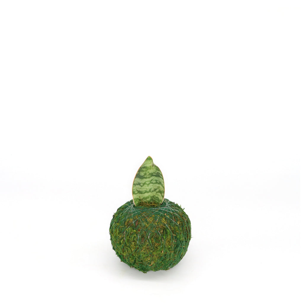 Mini Kokedama | Moss Ball Kokedamas Kazumi Garden