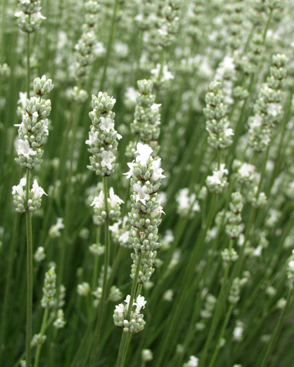 Lavender Live Plant White Spike Findlavender.com