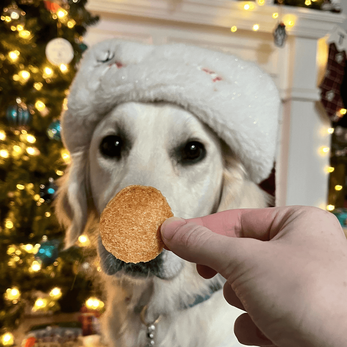 Santa Paws' Best Chipmas Dog Treat Box Farm To Pet