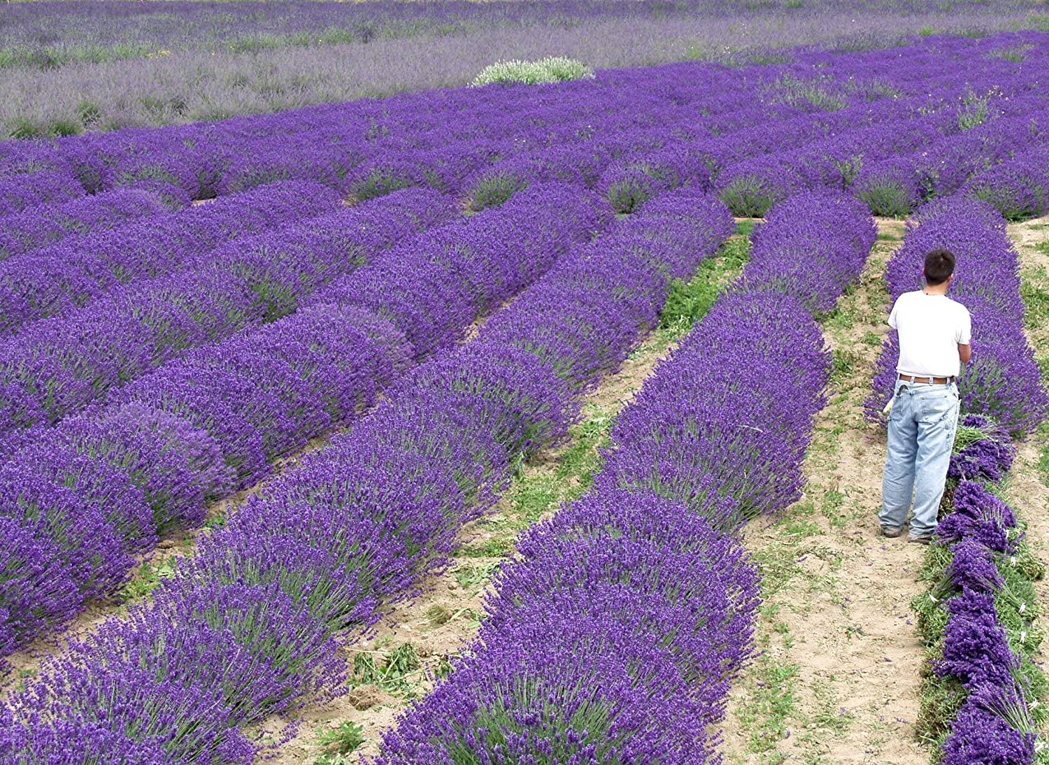 Lavender Live Plant Royal Velvet Herb 3.5" Size Pot Findlavender.com