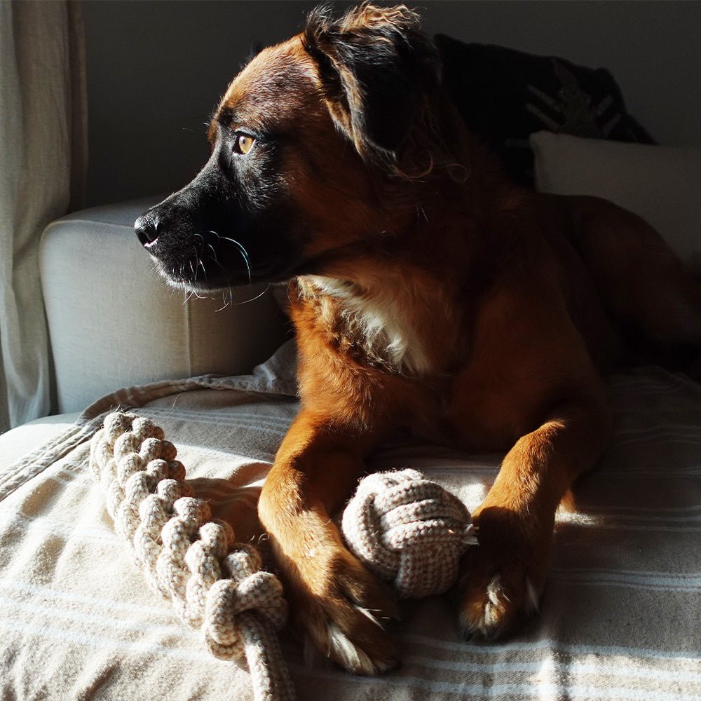 Indestructible Hemp Rope Ball Toy - Sustainable and Non-Toxic Pet Toy Tilley + Me