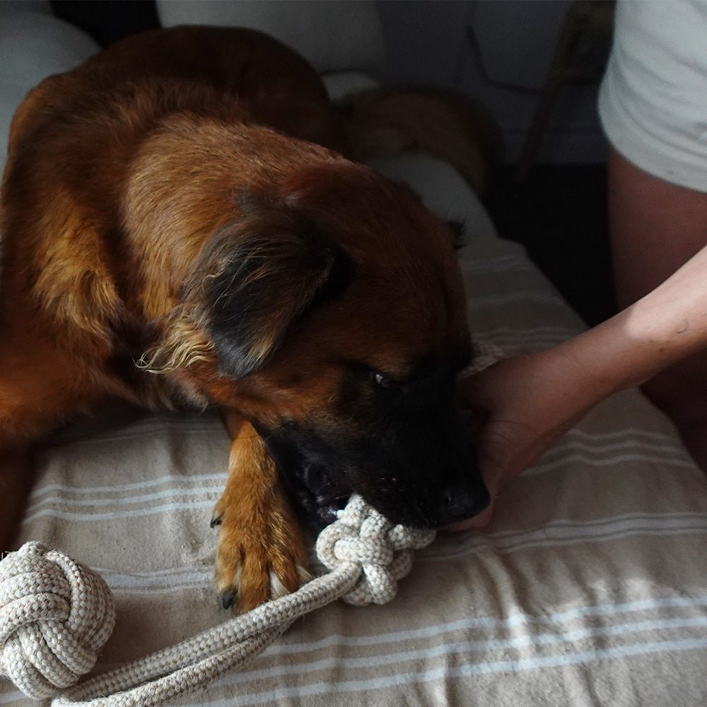 Indestructible Hemp Rope Tug Toy - Sustainable and Non-Toxic Pet Toy Tilley + Me