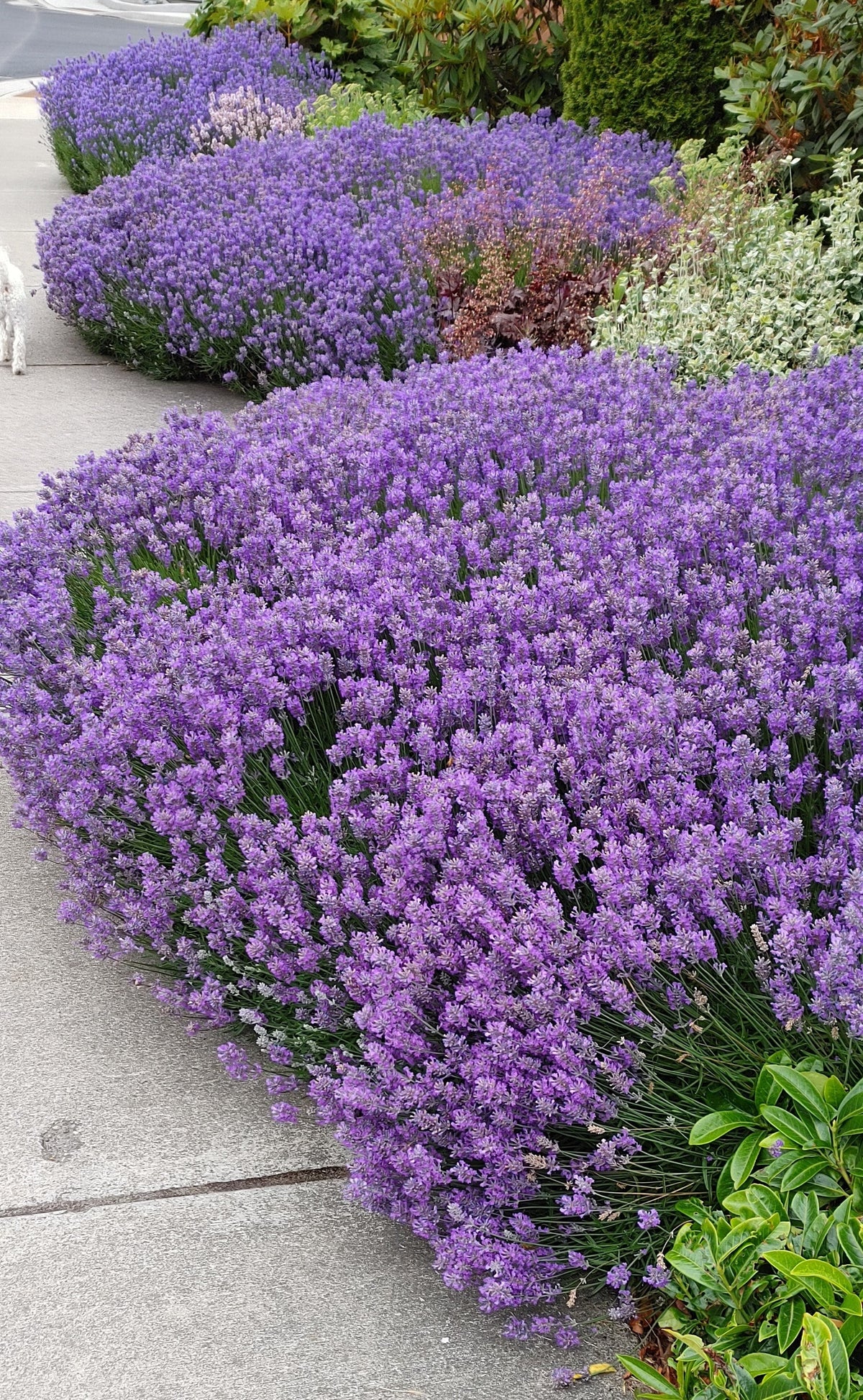 Lavender Live Plant "Sensational" - 4" Size Pot Findlavender.com