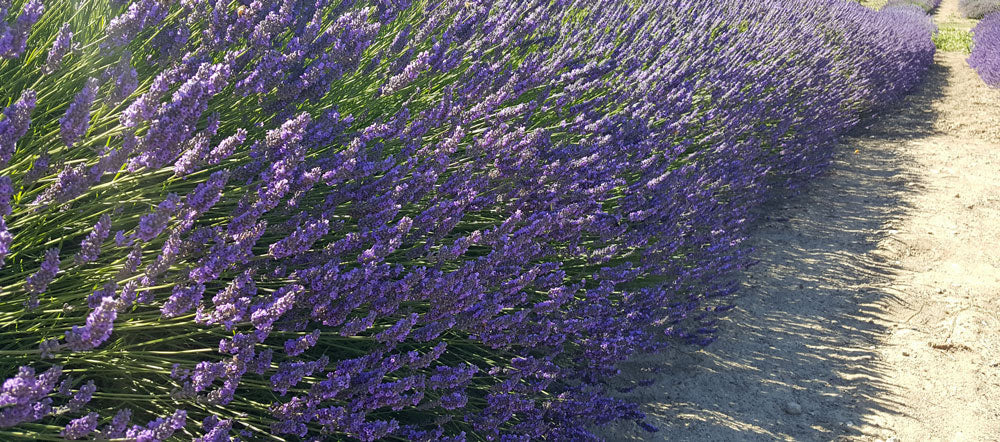 Lavender French Provence - 2.5QT Size Pot Findlavender.com