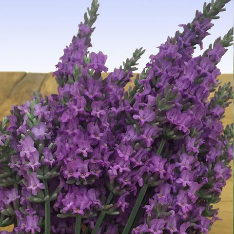 Lavender Live Plant "Sensational" - 4" Size Pot Findlavender.com