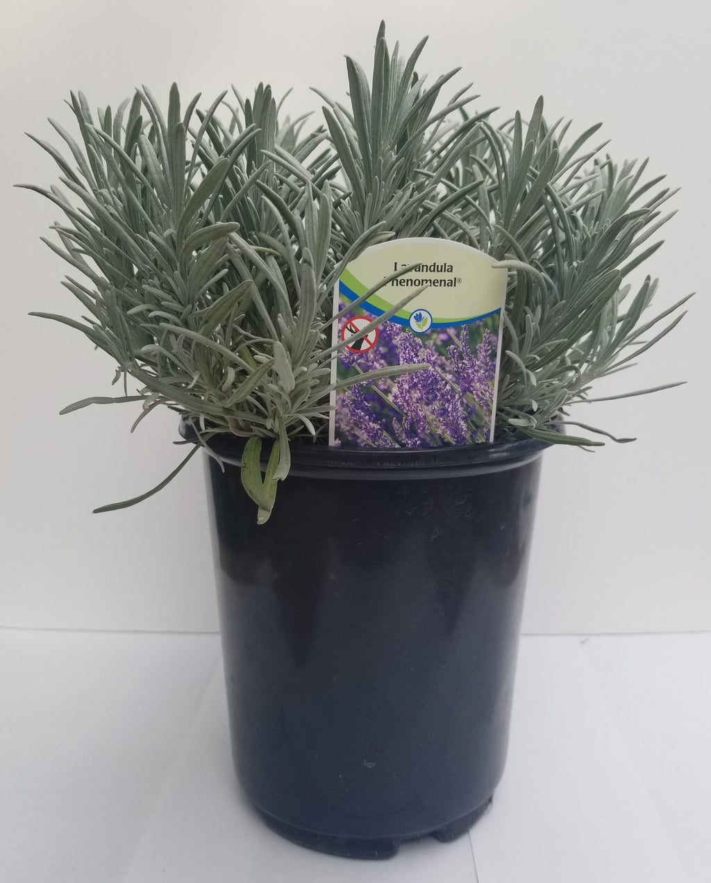 Lavender Phenomenal 2.5QT Size Pot Findlavender.com