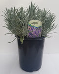 Lavender Phenomenal 2.5QT Size Pot Findlavender.com