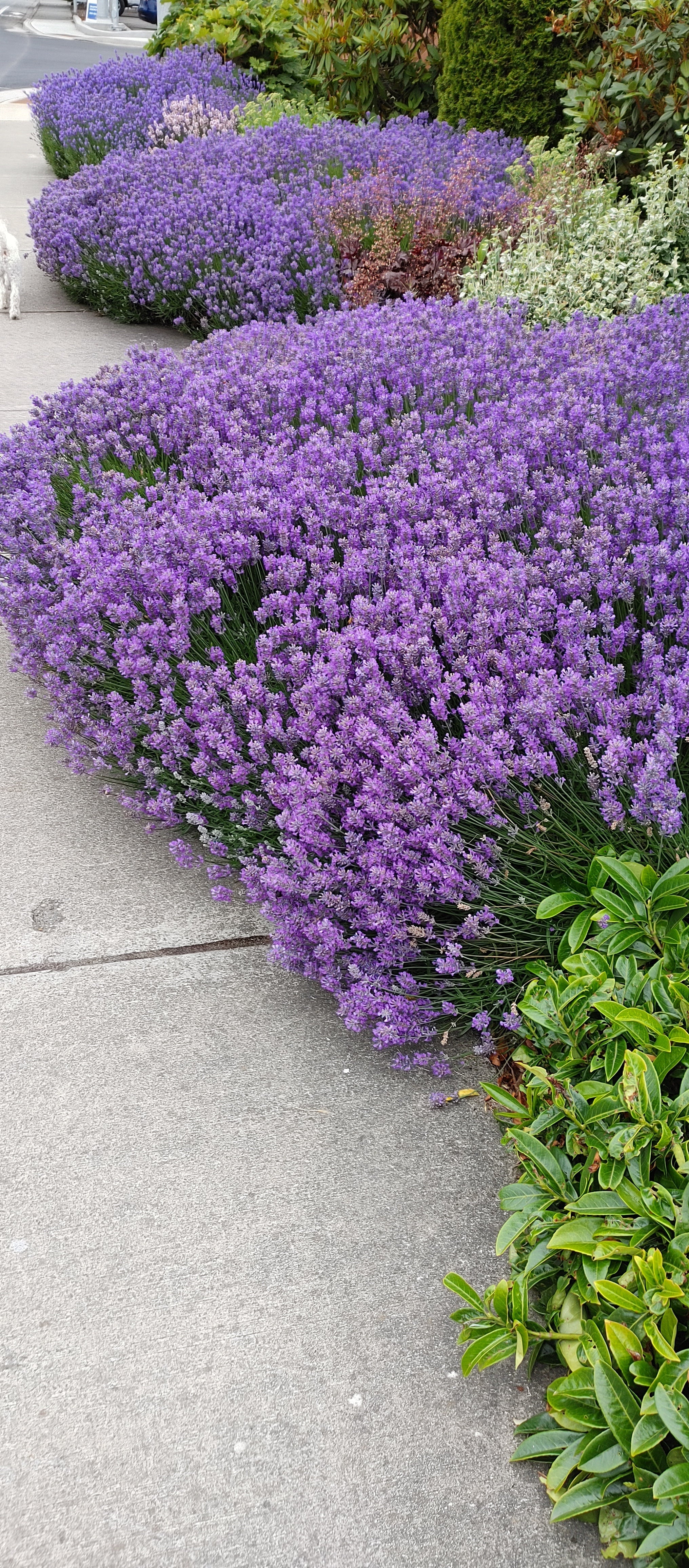 Lavender Live Plant Munstead Findlavender.com