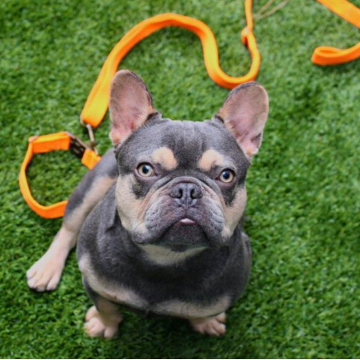 Hemp Cotton Dog Leash - Durable, Sustainable, Adjustable, Lightweight & Soft Tilley + Me