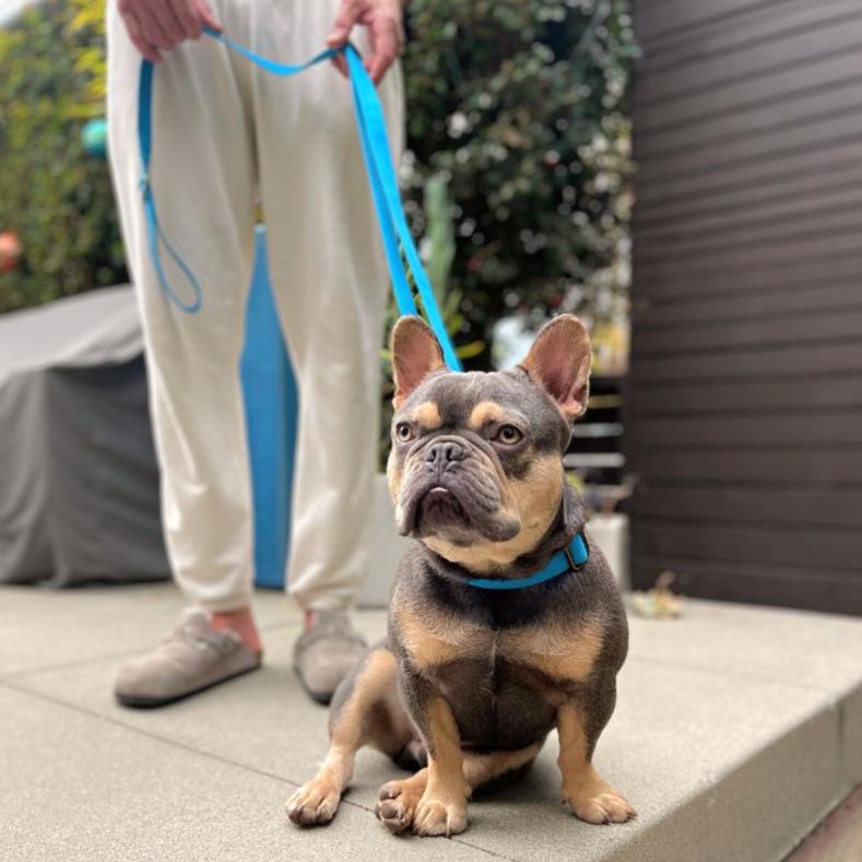 Hemp Cotton Dog Leash - Durable, Sustainable, Adjustable, Lightweight & Soft Tilley + Me