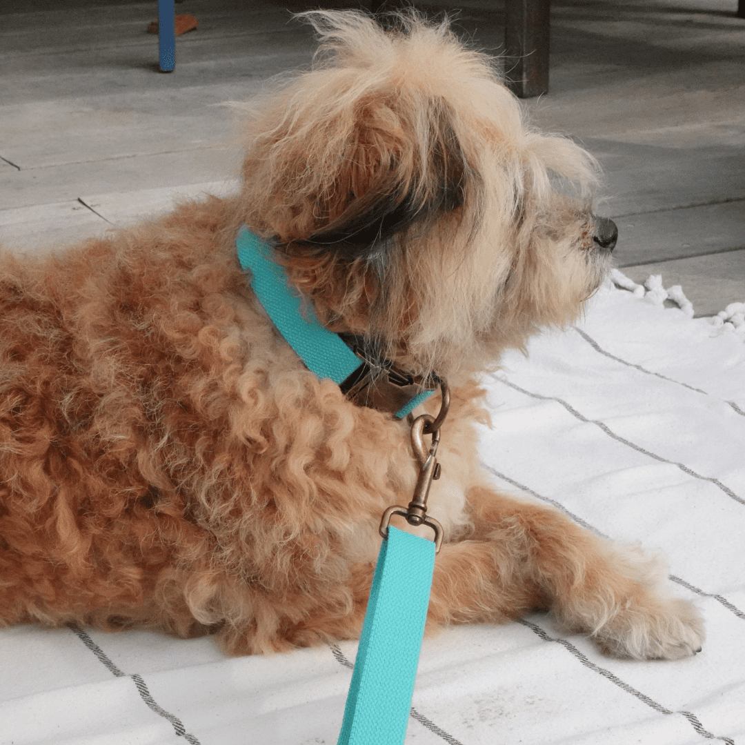 Hemp Cotton Dog Collar - Durable, Sustainable, Adjustable, Lightweight & Soft Tilley + Me