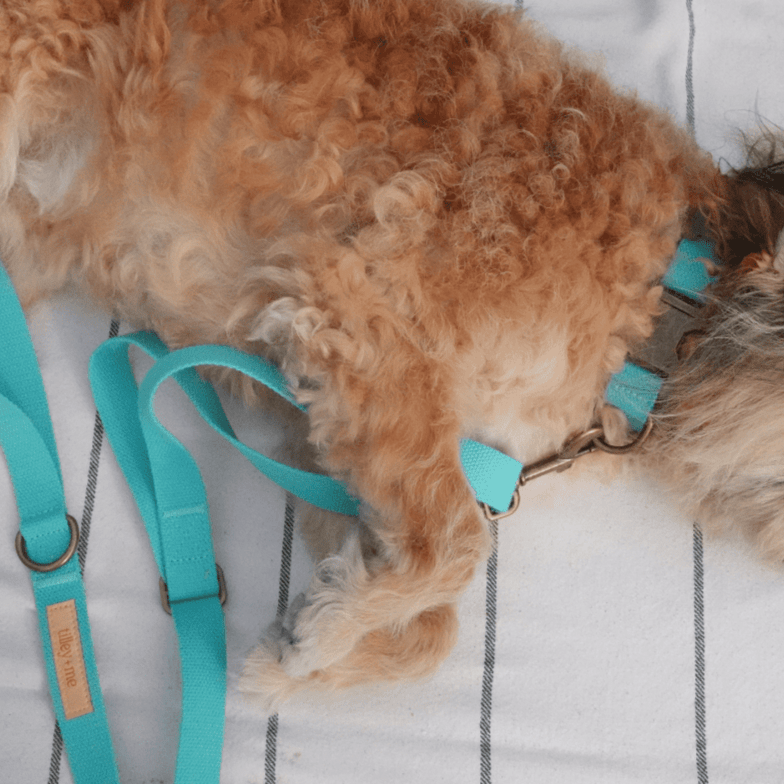 Hemp Cotton Dog Collar - Durable, Sustainable, Adjustable, Lightweight & Soft Tilley + Me