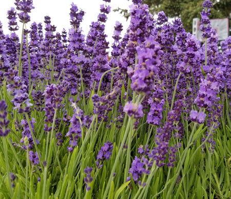Lavender Angustifolia Munstead - 2.5QT Size Pot Findlavender.com