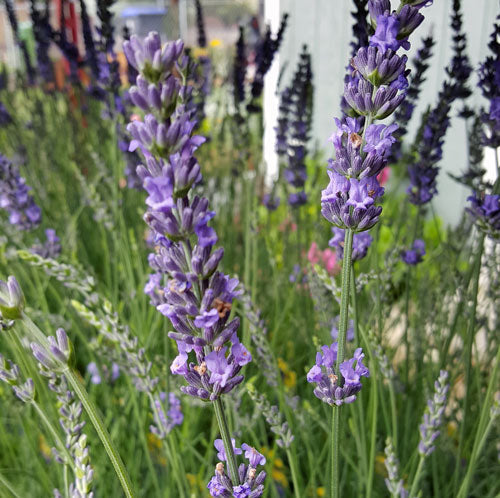 Lavender Live Plant Phenomenal Findlavender.com
