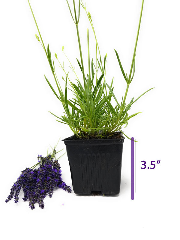 Lavender Live Plant Phenomenal Findlavender.com