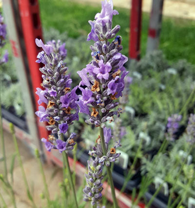 Lavender French Provence - 2.5QT Size Pot Findlavender.com