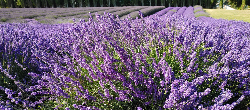 Lavender Live Plant "Sensational" - 4" Size Pot Findlavender.com