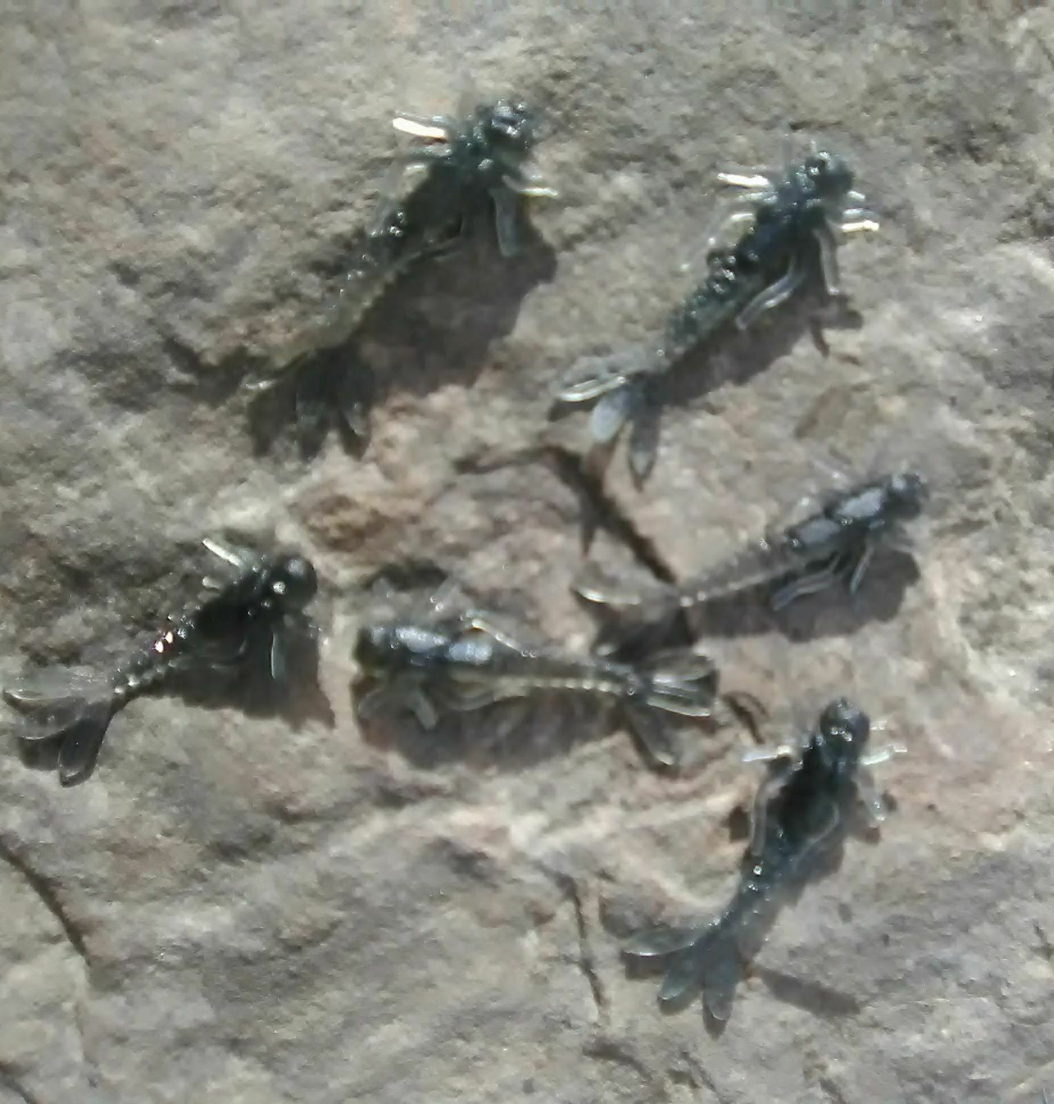 Custom 1.2" Soft Mayfly Nymphs Angler's Emporium
