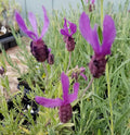 Lavender Live Plants Spanish Findlavender.com