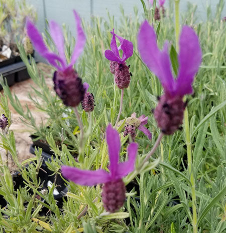 Lavender Live Plants Spanish Findlavender.com