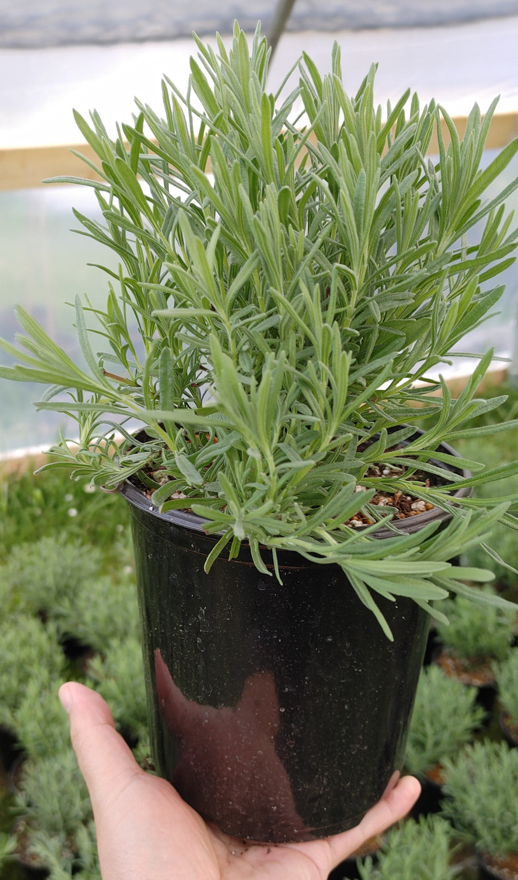 Lavender Live Plant Anouk - 2.5QT Size Pot Findlavender.com