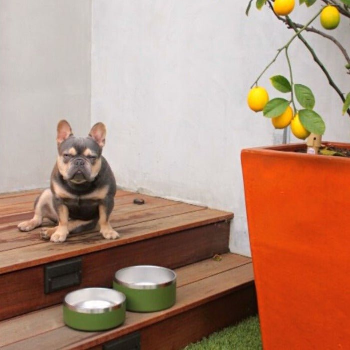 Stainless Steel Pet Bowl – Non-Slip, Durable & Dishwasher Safe | 32oz and 64oz Tilley + Me