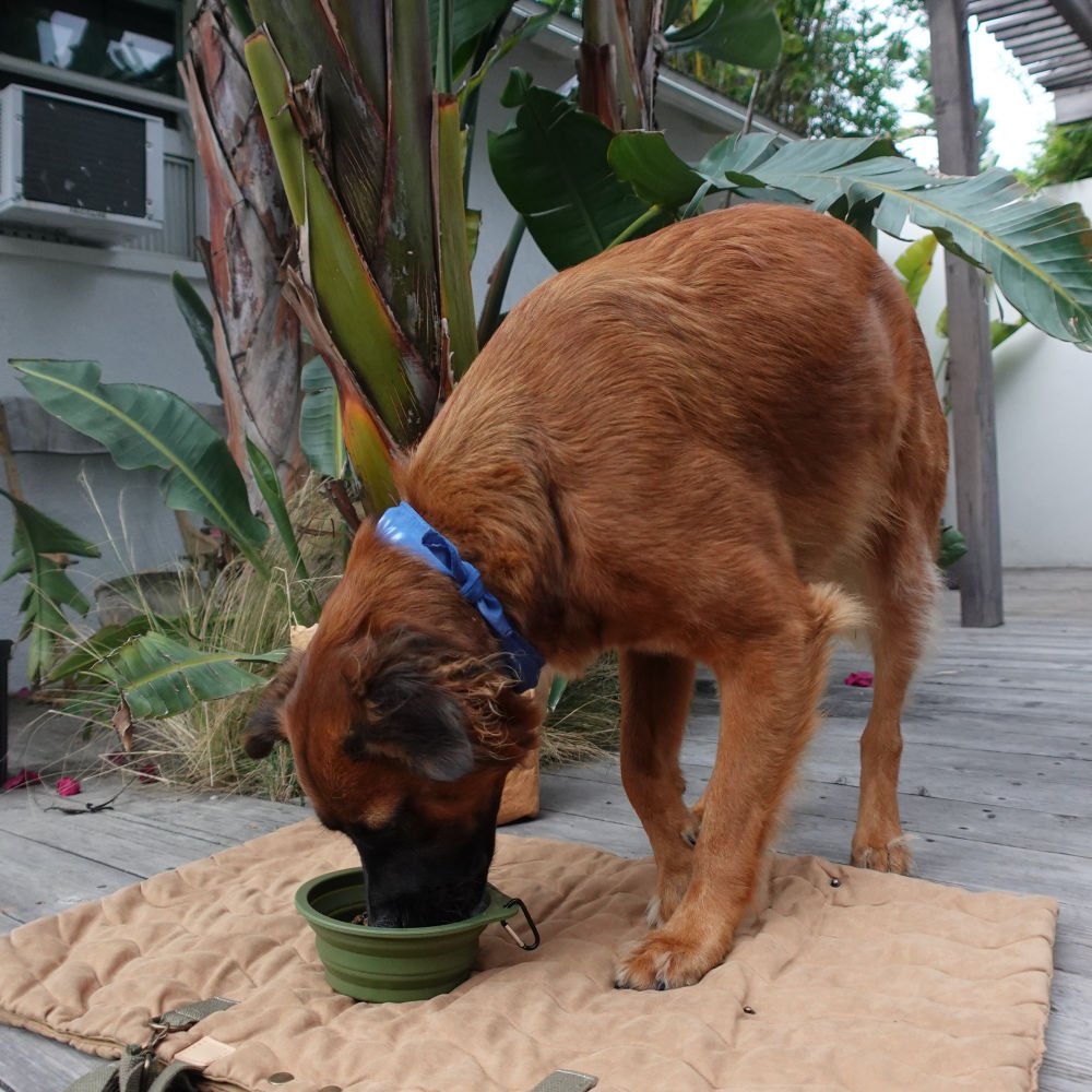 Collapsible Pet Bowl with Clip – Compact, Reusable and Easy to Clean Tilley + Me