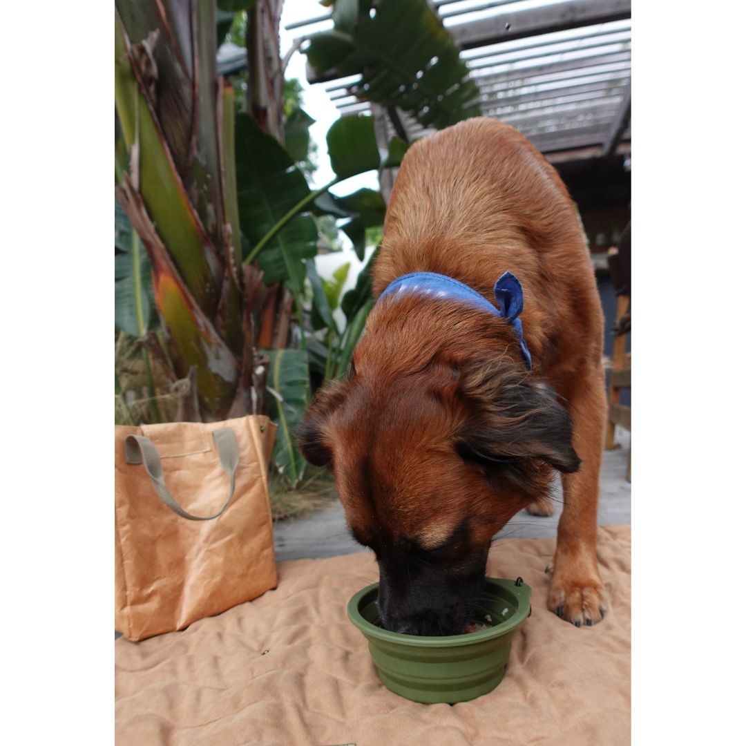 Collapsible Pet Bowl with Clip – Compact, Reusable and Easy to Clean Tilley + Me