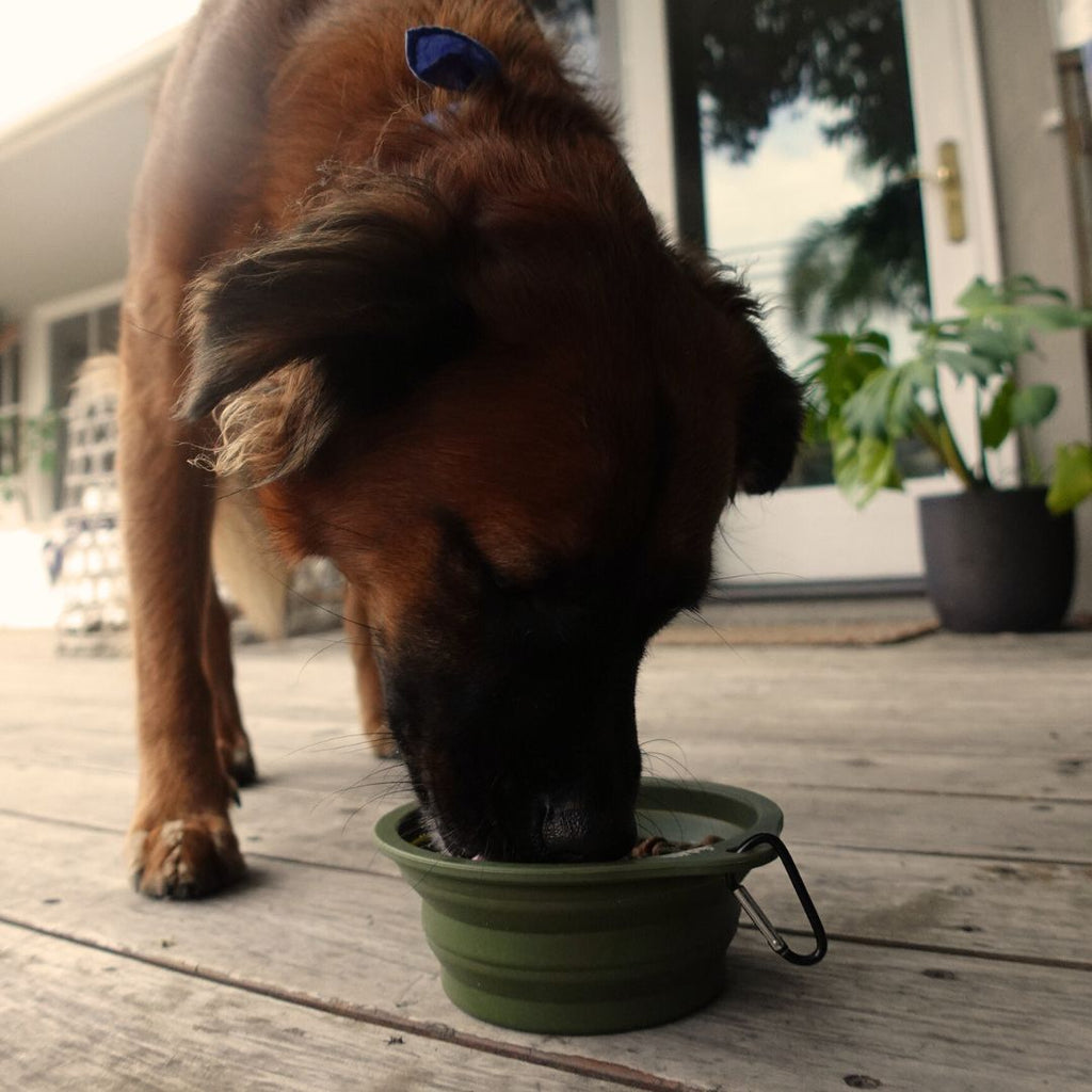 Collapsible Pet Bowl with Clip – Compact, Reusable and Easy to Clean Tilley + Me