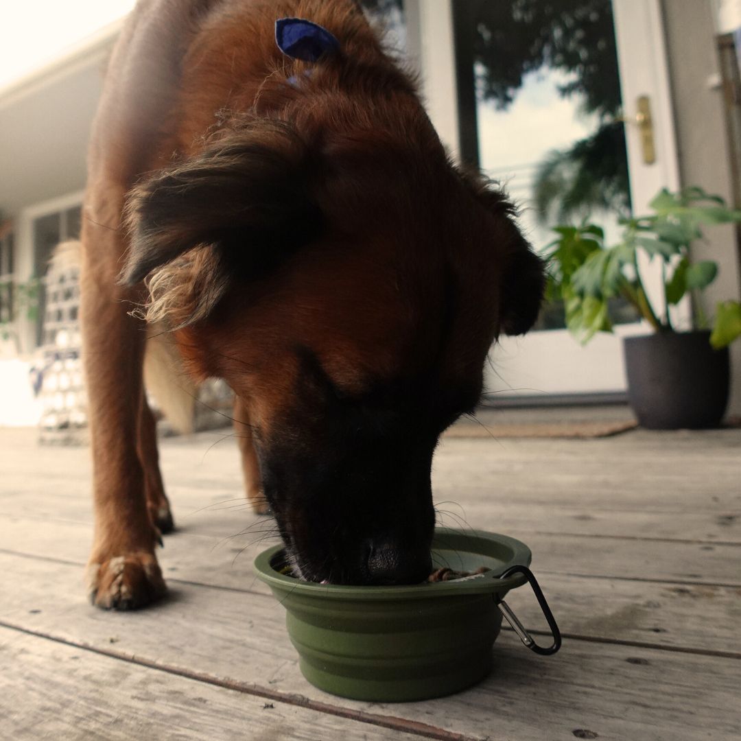 Collapsible Pet Bowl with Clip – Compact, Reusable and Easy to Clean Tilley + Me
