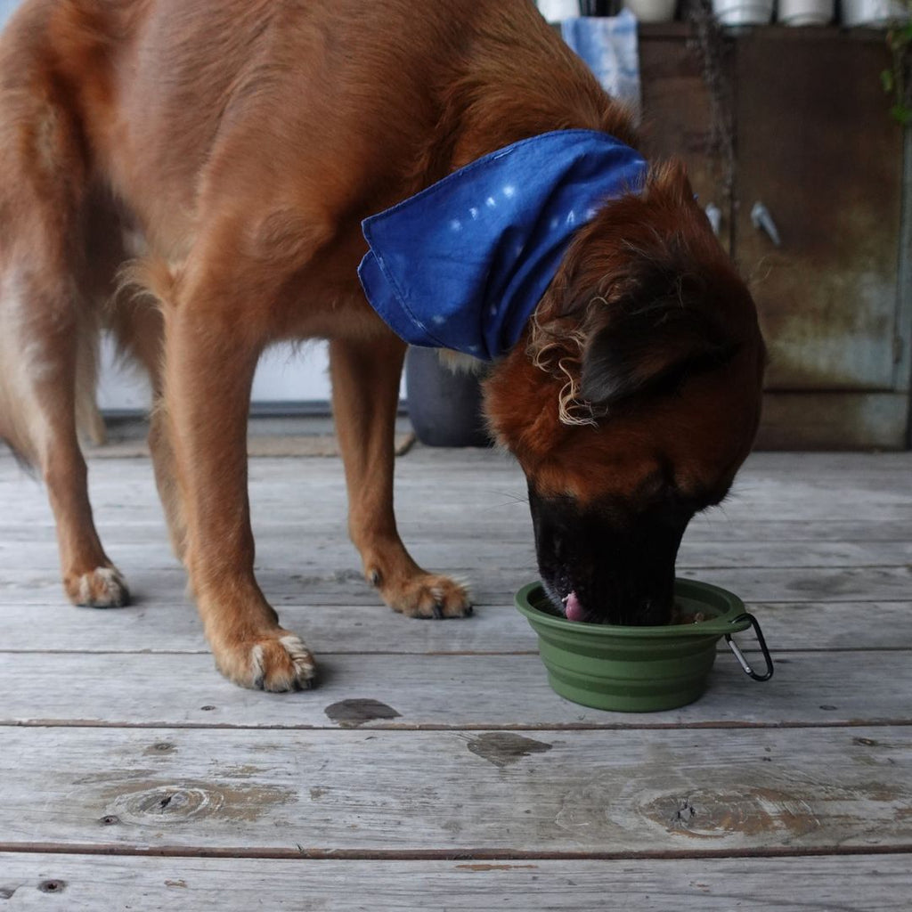 Collapsible Pet Bowl with Clip – Compact, Reusable and Easy to Clean Tilley + Me